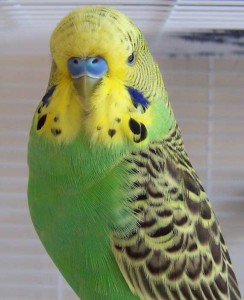 pappagallo-cocorito