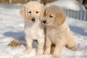 Cuccioli di cane abbandonati nella neve, salvati dalla forestale