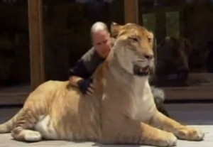 Un incrocio tra un leone ed una tigre da 400 Kg
