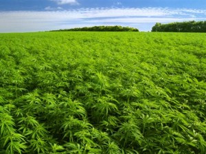 La cannabis a scopo terapeutico. La Toscana approva la legge