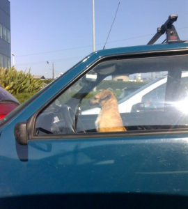 Il proprietario lascia tre cani in automobile sotto al sole: soccorsi dalla municipale di Terni