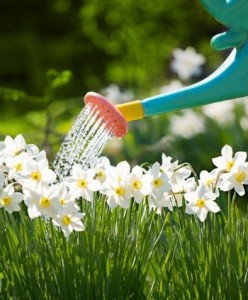 Ordinanza del sindaco contro gli sprechi di acqua: i nuovi divieti. Sanzioni fino a 500 euro