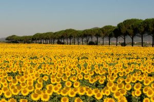 La Maremma toscana tra verde e bandiere blu
