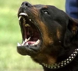 Scoppia discussione in famiglia, il cane si arrabbia e azzanna tutti