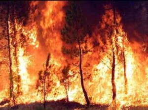 Incendi, fermato presunto piromane: indagini in corso della polizia municipale