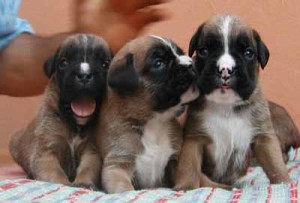 Quattro cuccioli di cane abbandonati in un cassonetto a Maratta, salvati dall’Enpa
