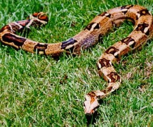 Catturato un boa nel fiume Nera. Era stato avvistato a luglio e scambiato per un pitone