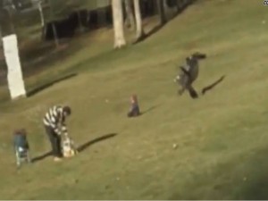 Canada, un aquila tenta di catturare un bimbo poi lo lascia cadere, video