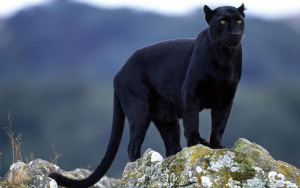 Avvistato un grosso felino nero tra le campagne di Narni e Orte: si parla di una pantera