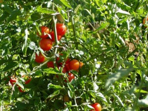 Terni, intesa tra Coldiretti e Istituto Leonino per diffondere educazione alimentare e consumo cibi locali