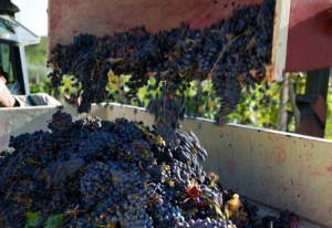 Classifica produzione vino in Italia: Umbria si conferma al 14esimo posto. Nel 2013 calo del 26%