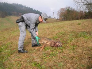 Piediluco, lupa uccisa da colpi di arma da fuoco: trovata dalla forestale di Terni, foto