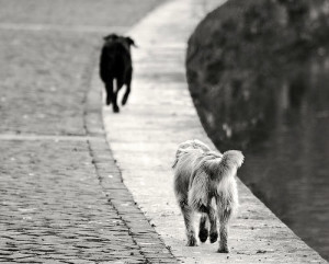 Terni, Comune lancia progetto RandAgiamo: iniziativa per far adottare cani randagi