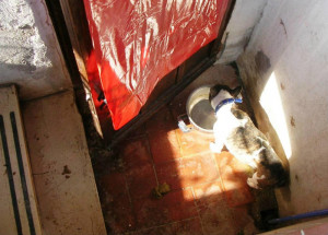 Terni, due cani tenuti nella sporcizia, senza acqua e cibo: proprietaria denunciata
