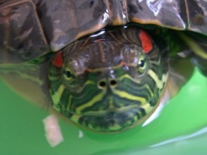 Terni, Passeggiata: tartarughe sono un pericolo per i germani: WWF le porta via