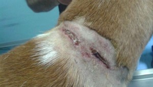 Arrone, cane maltrattato, legato e ferito da collare troppo stretto: padrone denunciato
