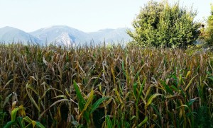 Terni, rifiuti e veleni sotterrati, ortaggi a rischio su tavole dei ternani: inchiesta di Terni Oggi