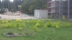 Terni, parco Cardeto nel degrado, Pasculli: “Una farsa, presentata un’interrogazione”