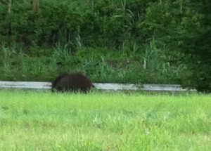 Terni, grosso cinghiale a passeggio ai lati di via Bramante
