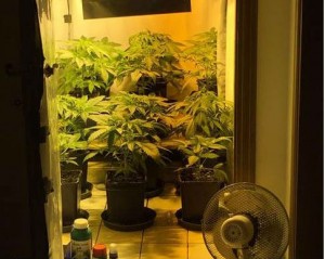 Terni, coltivazione di marijuana in casa: arrestati un operaio e un libero professionista ternani