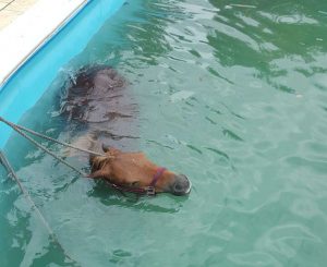 Amelia, pony cade in piscina: salvato dai vigili del fuoco