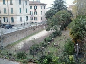 Terni, abbattuti altri alberi, associazioni ambientaliste: “Distruzione patrimonio arboreo”