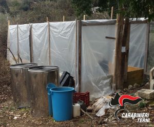Amelia, coltiva marijuana in serra: 60enne calabrese arrestato