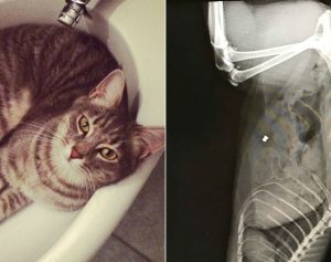 Terni, sparano senza motivo ad un gatto in via Mentana